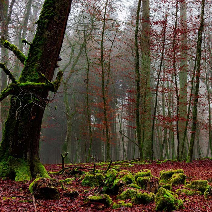 Bois de chauffage Magescq